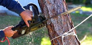 Trusted Charlotte Park, FL Tree Services Experts