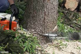 How Our Tree Care Process Works  in  Charlotte Park, FL