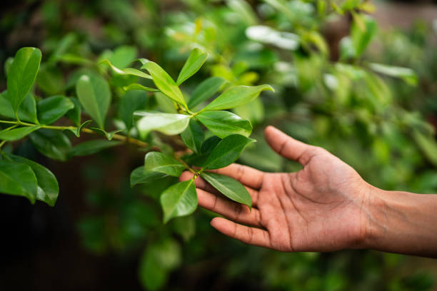 Best Pest Control for Lawns  in Charlotte Park, FL