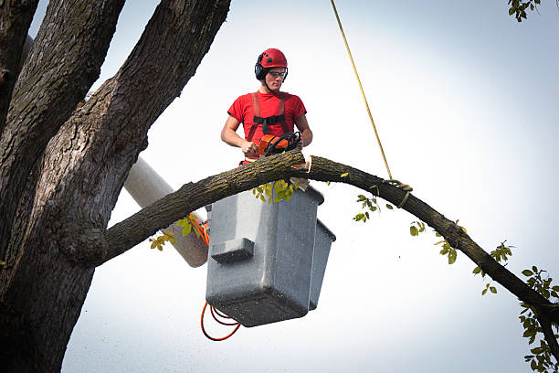 Best Utility Line Clearance  in Charlotte Park, FL