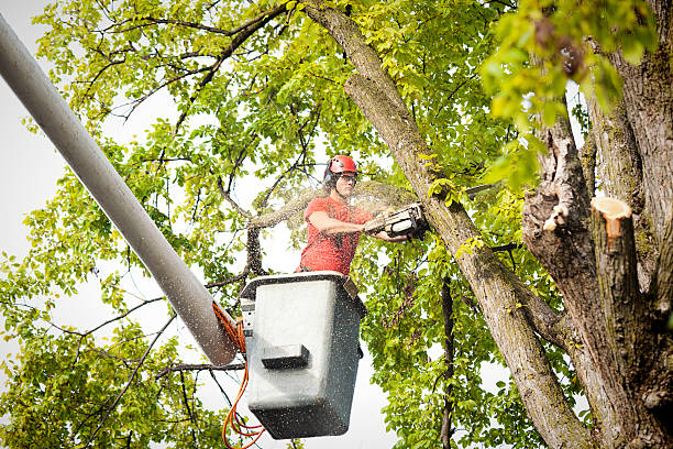 Best Emergency Tree Removal  in Charlotte Park, FL